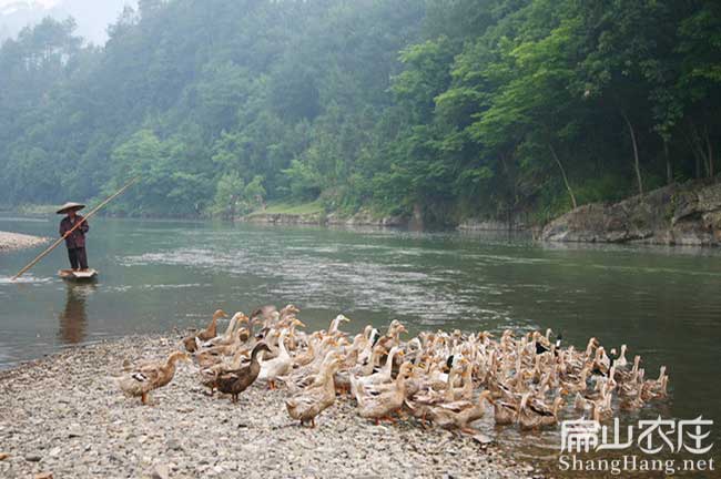 龍巖番鴨養(yǎng)殖