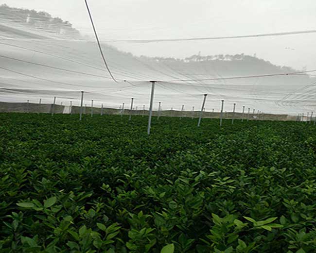 白鷺湖中國油茶種植基