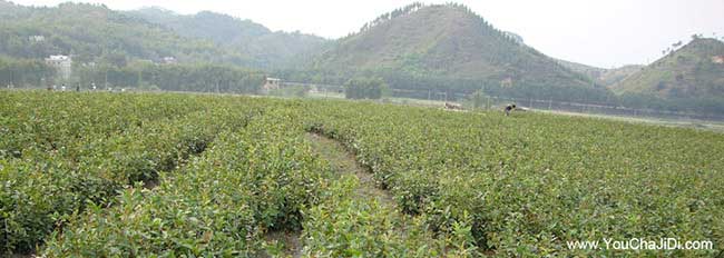 神農(nóng)架油茶基地的物理