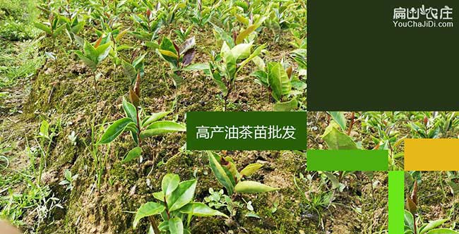 麒麟?yún)^(qū)茶樹管理技術(shù)與