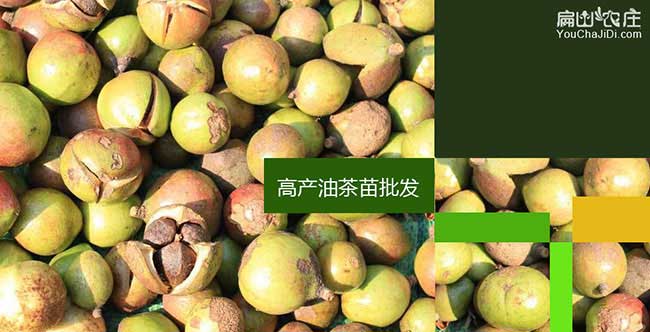 萬(wàn)寧茶籽回收