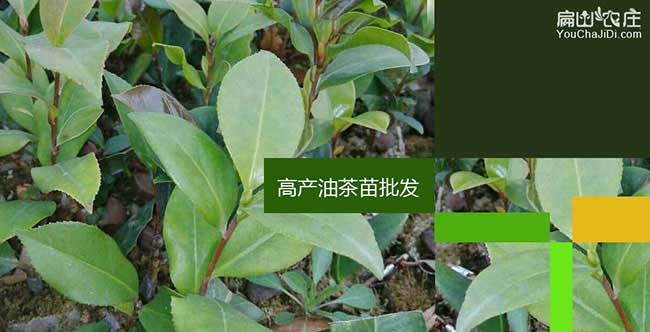 南山區(qū)中國油茶之鄉(xiāng)：