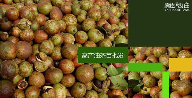 熊口油茶苗掛果周期短