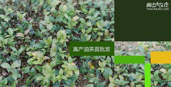 三沙油茶種植