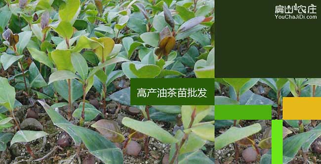 永壽縣茶油價(jià)錢(qián)分類(lèi)介