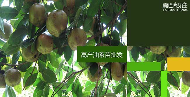 大金油茶的生物學特性