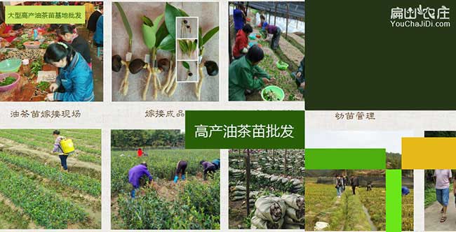 焦崗湖哪個省份的油茶