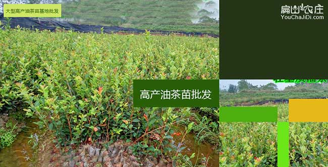 福鼎油茶苗批發(fā)