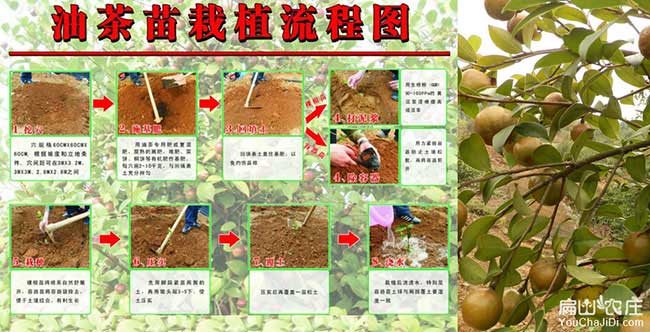 如果在鄖陽(yáng)種植油茶正