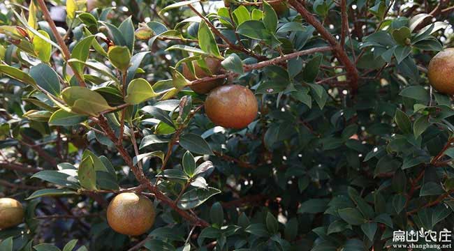 南平大果油茶苗