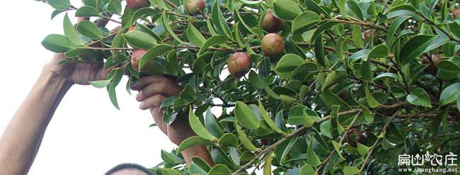 天門孝感茶油在國(guó)外受