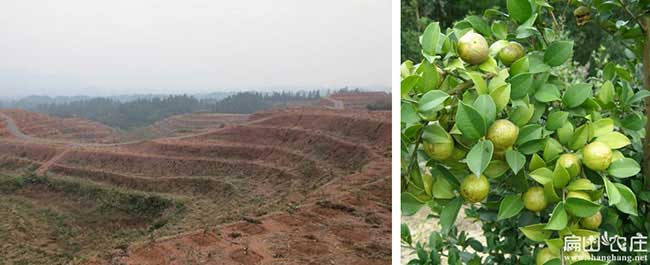 郎溪油茶銷售銷量的品