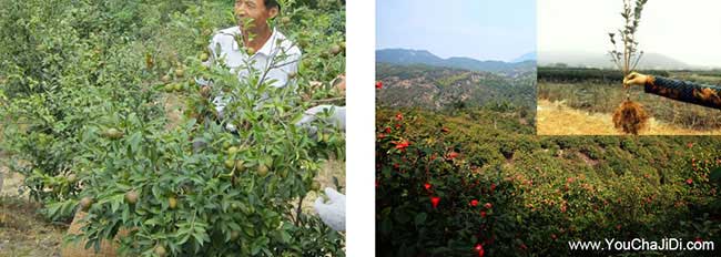 四望田街道油茶種植重