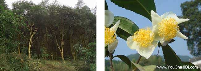 張灣竹山茶油在國(guó)外受