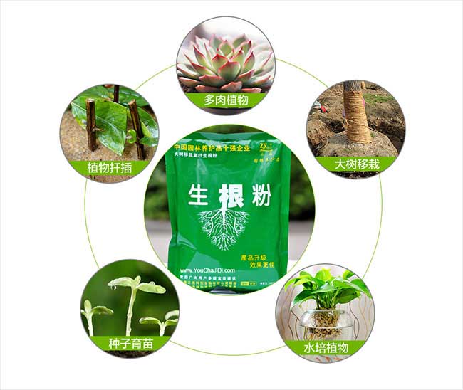 新華油茶銷售銷量的品