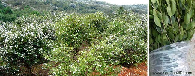 太倉市油茶苗、茶樹種