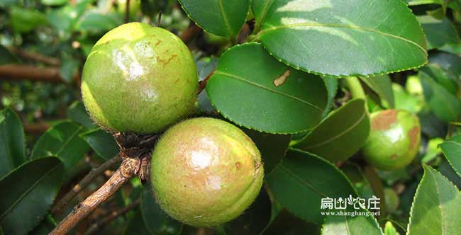 福渡高產(chǎn)油茶苗