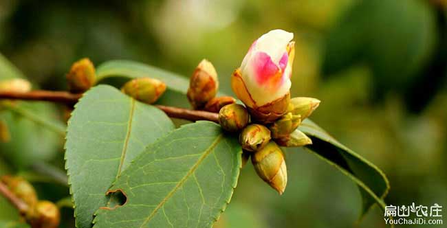 沙溪鎮(zhèn)油茶的價(jià)值及其