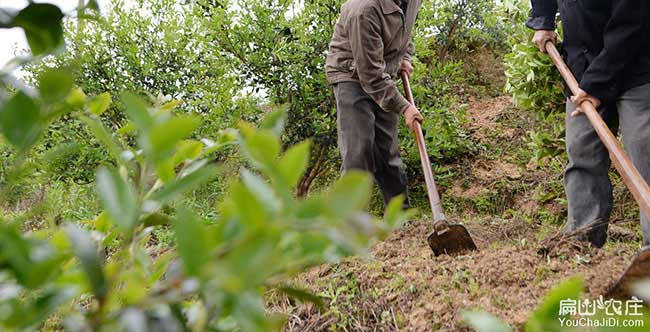 黃圩種植油茶哪個(gè)品種