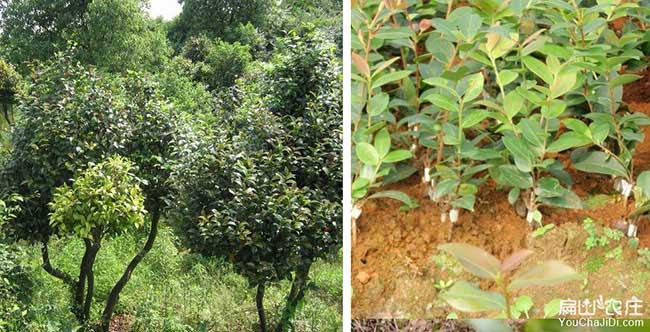 寶應(yīng)縣油茶種植重在邗