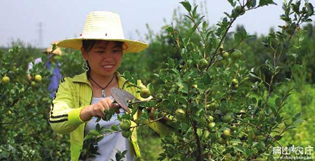 大理油茶基地