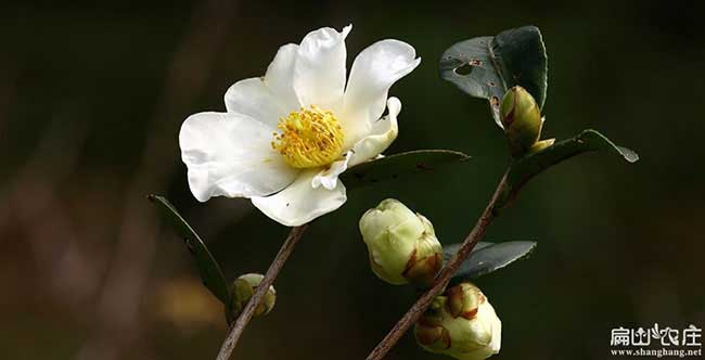 陽(yáng)城鎮(zhèn)源茶樹(shù)苗提高授