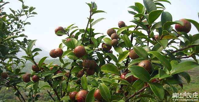 興寧縣市面上紅花茶油