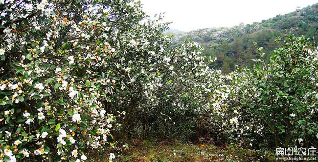 梧州白花油茶基地