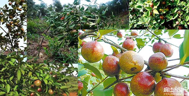 樂城油茶苗、茶樹種苗