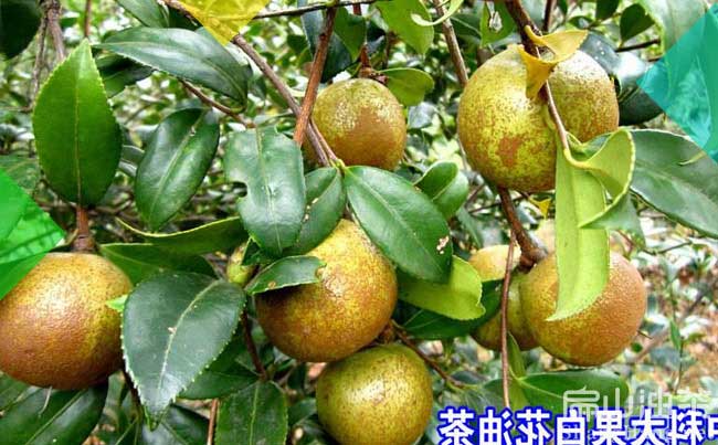 江西高產(chǎn)油茶果