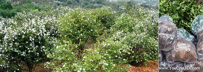 東莞白花油茶基地