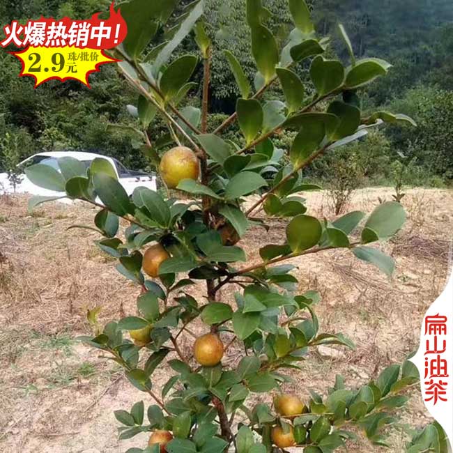 龍巖小果茶油