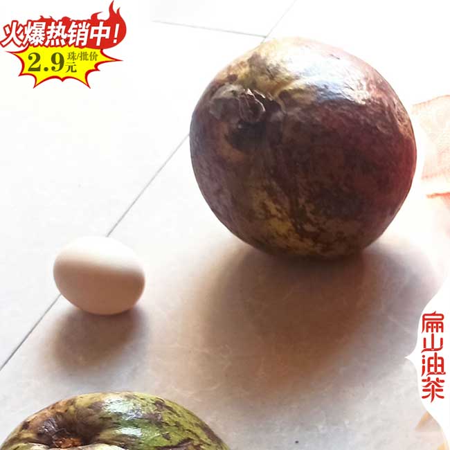 來(lái)賓紅花大果油茶