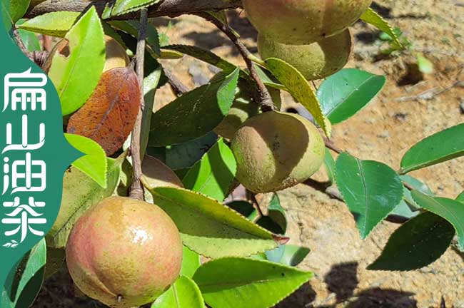 【好油茶苗批發(fā)】福建南平大果紅花油茶樹苗1-3斤-扁山油茶