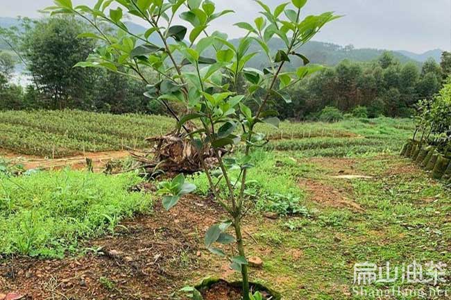 三明長(zhǎng)林油茶苗批發(fā)