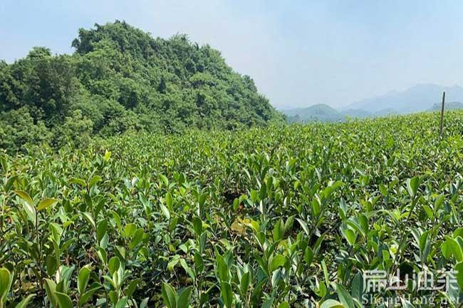 改良大果紅花油茶苗 南平水晶東魁楊梅苗批發(fā)2023-扁山油茶