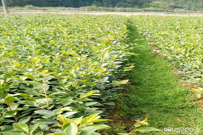 桂平油茶基地