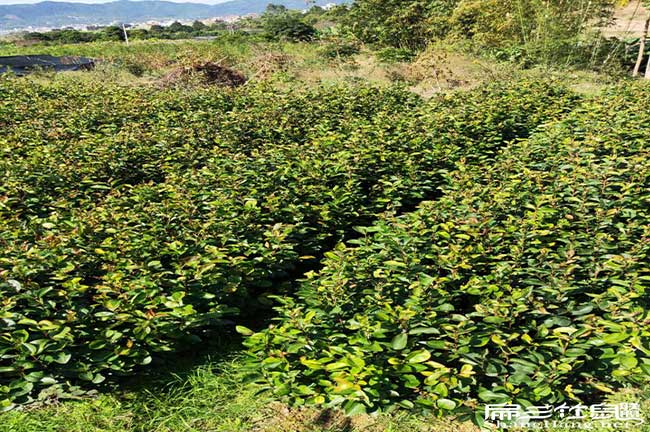 寧鄉(xiāng)油茶園