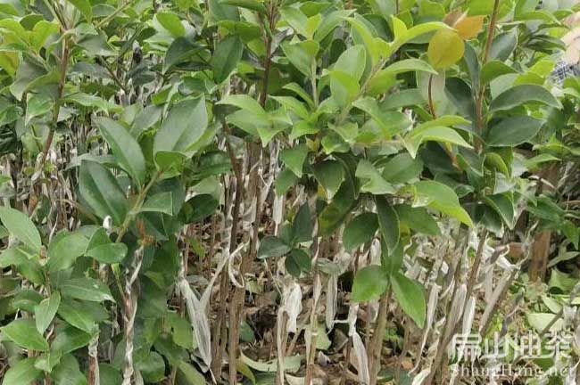 明年掛果油茶苗