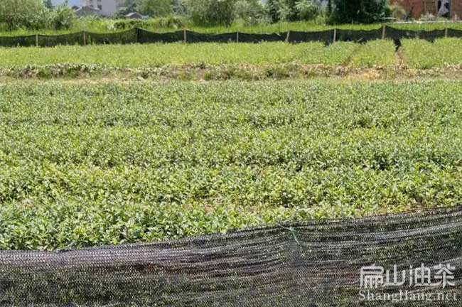 湘林油茶基地