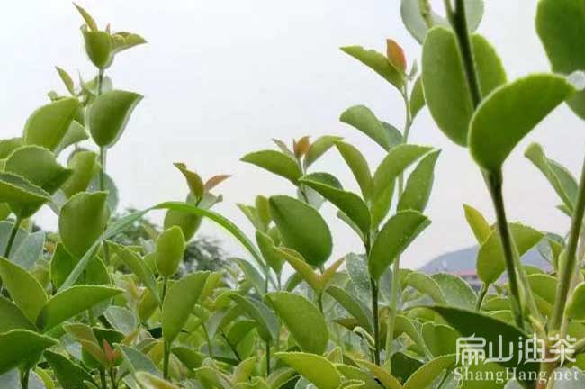 多年生油茶苗