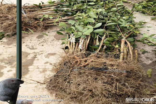 三穗縣適合種植油茶樹