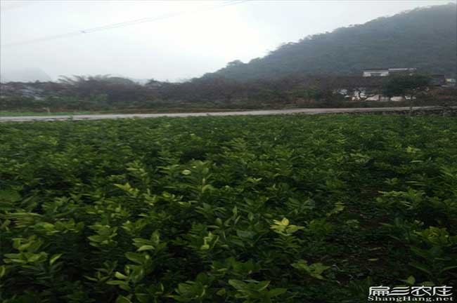 寧鄉(xiāng)油茶基地