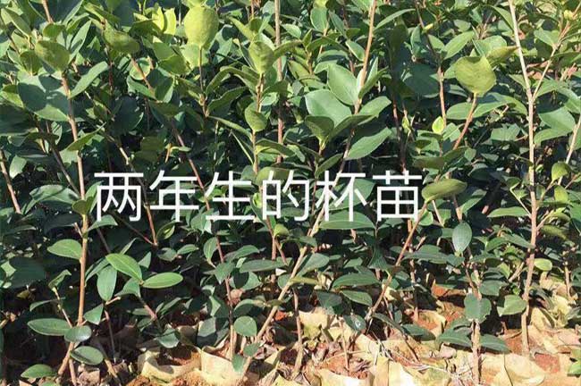 湯山源茶樹苗日常管理