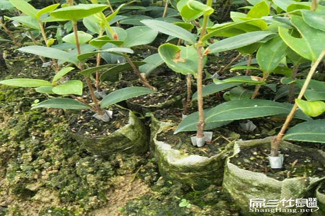 四川油茶苗