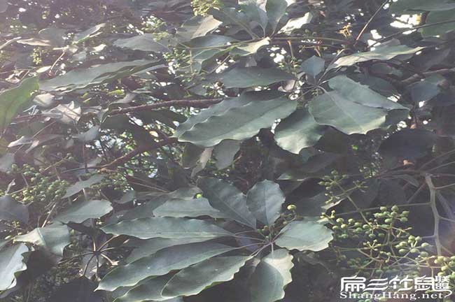 柳江區(qū)茶樹苗種植生長(zhǎng)