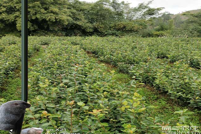 銅川油茶苗的整形修剪