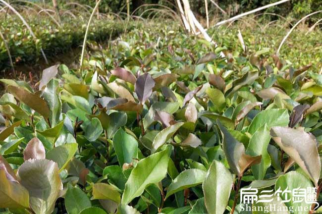 榆陽北方扁山茶油多少