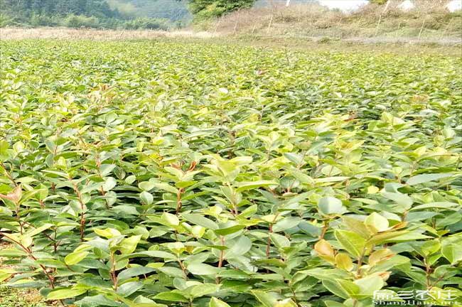 鳳縣源油茶苗的土壤耕