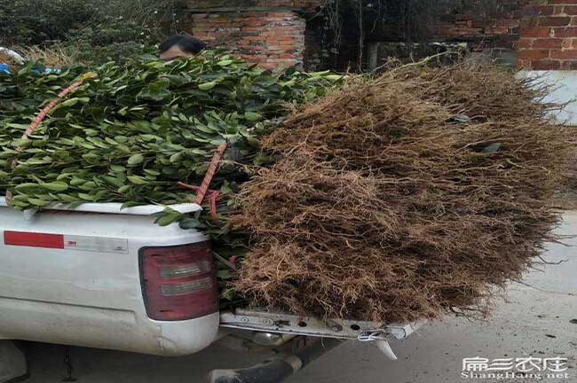 株洲油茶苗